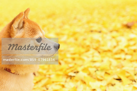 Shiba Inu and Autumn leaves