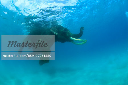 Elephant swimming in the sea