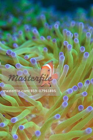 Clownfish