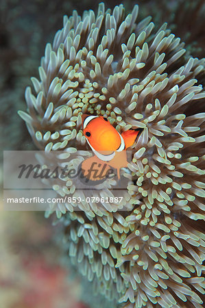 Clownfish