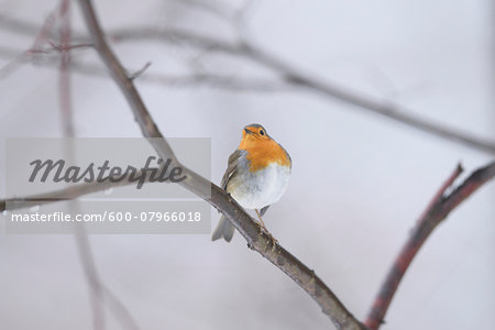 Close-up of a European robin (Erithacus rubecula) in winter, Germany, Europe