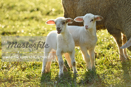 Portrait of Lambs (Ovis orientalis aries) by Ewe on Meadow in Spring, Upper Palatinate, Bavaria, Germany Portrait of Lambs (Ovis orientalis aries) by Ewe on Meadow in Spring, Upper Palatinate, Bavaria, Germany