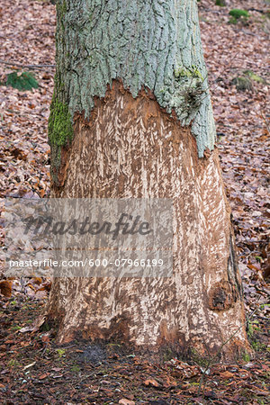Tree Trunk Gnawed by European Beaver (Castor fiber), Spessart, Hesse, Germany, Europe