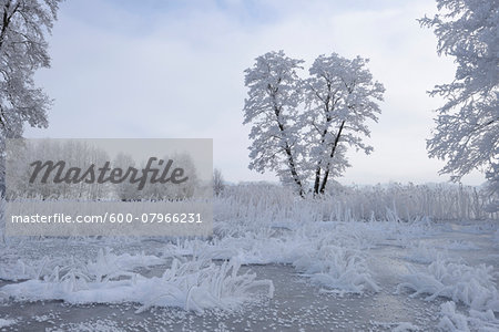 Landscape of Frozen Pond and Common Alder (Alnus glutinosa) Trees in Winter, Upper Palatinate, Bavaria, Germany