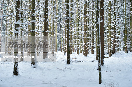 Landscape of Snowy Norway Spruce (Picea abies) Forest in Winter, Upper Palatinate, Bavaria, Germany