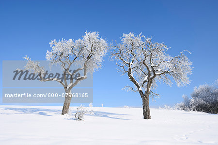 Frozen Fruit Trees on Sunny Day in Winter, Upper Palatinate, Bavaria, Germany