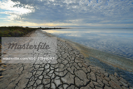 Cracked Dry Mud Shore at Lake in Summer, Enfores de la Vignolle, Digue a la Mer, Camargue, Bouches-du-Rhone, Provence-Alpes-Cote d'Azur, France