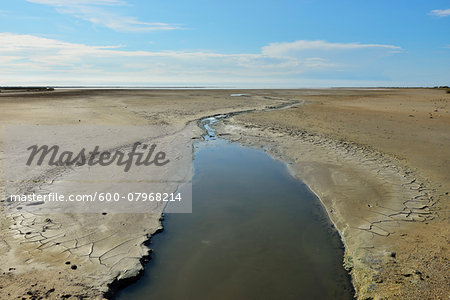 Marshland in Summer, Digue a la Mer, Camargue, Bouches-du-Rhone, Provence-Alpes-Cote d'Azur, France