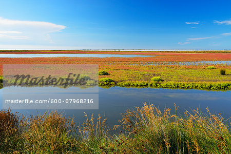 Marshland in Summer, Digue a la Mer, Camargue, Bouches-du-Rhone, Provence-Alpes-Cote d'Azur, France Marshland in Summer, Digue a la Mer, Camargue, Bouches-du-Rhone, Provence-Alpes-Cote d'Azur, France