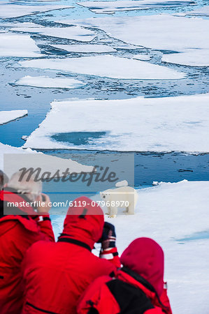 Polar bear (Ursus maritimus) on a ice floe in the Arctic shelf, Svalbard, Arctic