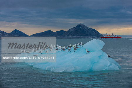 Kittiwakes sitting on a huge piece of glacier ice with an expedition boat in the background, Hornsund, Svalbard, Arctic, Norway, Scandinavia, Europe