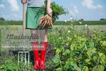 Harvest garden detail woman bunch carrots