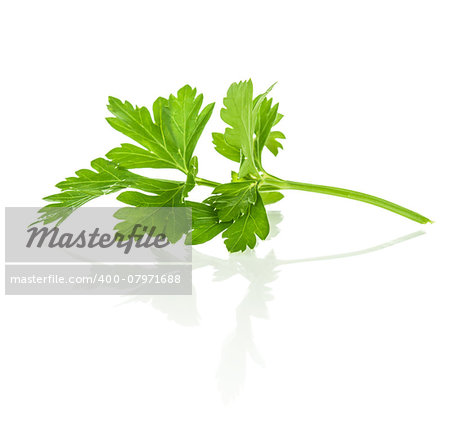 Branch of fresh parsley with reflection on isolated white background