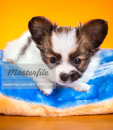 Cute Papillon puppy age of one and a half months  lying on pillow on a orange background