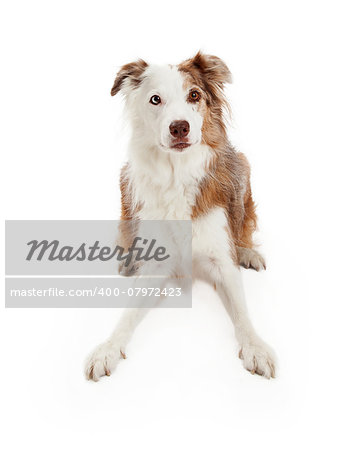 Alert Border Collie Dog laying in a playful position.