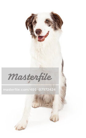 An alert Border Collie Dog sitting at an angle with open mouth.