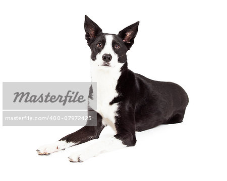 An alert Border Collie Mix Breed Dog laying at an angle while looking into the camera.