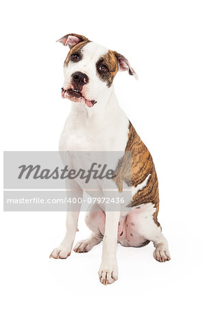A curious American Staffordshire Terrier Dog sitting while looking directly into the camera.