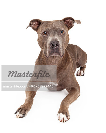A very attentive American Staffordshire Terrier Dog laying while facing the camera.