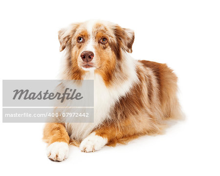 An attentive Australian Shepherd Dog laying with its legs outstretched in front of its body.