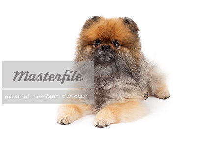 An attentive Pomeranian Dog laying while looking forward.