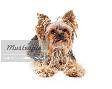 A very attentive and focused Yorkshire Terrier dog laying and looking forward.