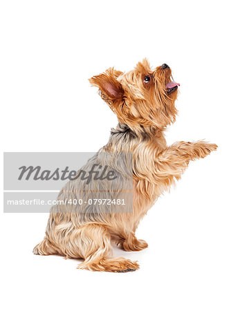 An attentive Yorkshire Terrier Puppy extending its paw while looking upwards.