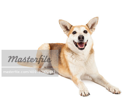 Head shot of smiling Australian Cattle Dog/Shiba Inu mix dog with open mouth.