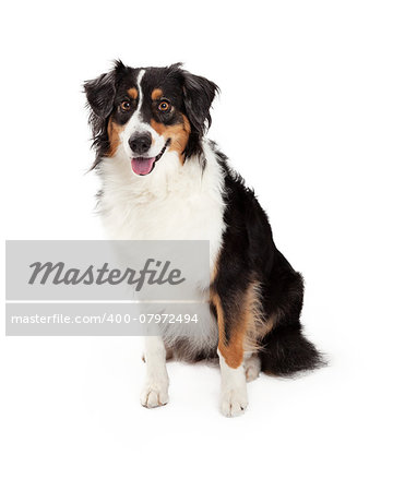 A very well trained Australian Shepherd Dog sitting while looking forward.