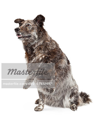 A happy Australian Shepherd Mix Breed Dog extends its paw for a shake.