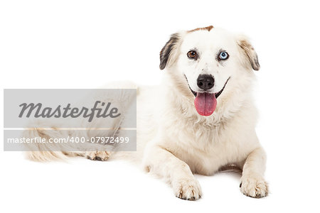 A happy Australian Shepherd Mix Breed Dog laying while looking forward.  Mouth is open.