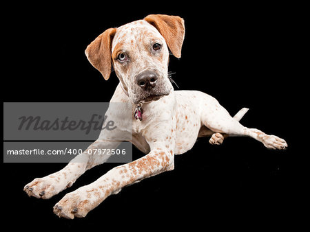 A young Australian Cattle dog, Queensland Heeler, Boxer mix laying against a black background