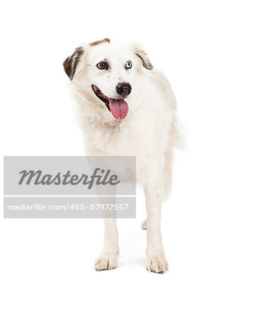A beautiful Australian Shepherd Mix Breed Dog standing while looking off to the side. Mouth is open.