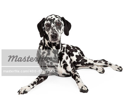 A beautiful Dalmatian Dog laying while looking into the camera.