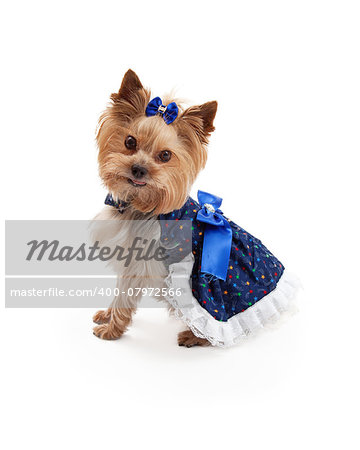 A beautiful blue patterned dress with bows on a very cute and attentive Yorkshire Terrier dog.