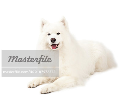 A beautiful Samoyed Dog laying at an angle while looking forward.  Mouth is open.