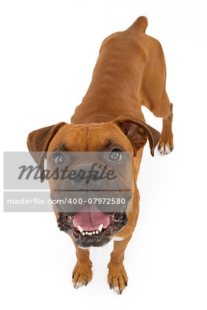 A malnourished rescued Boxer dog with ribs showing. Isolated on white