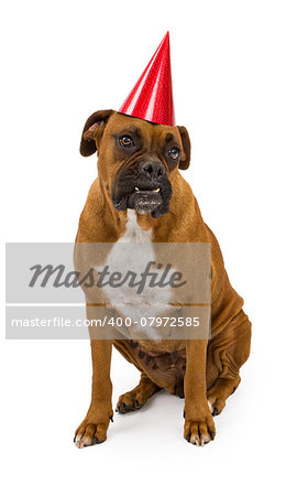 A fawn Boxer dog wearing a red birthday party hat