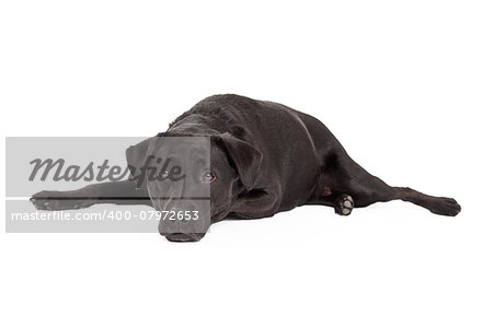 A calm Labrador Retriever Dog laying with his head down.