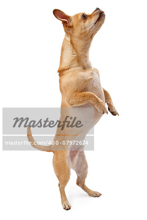 A Small Chihuahua mix dog standing on hind legs dancin. Isolated on white.