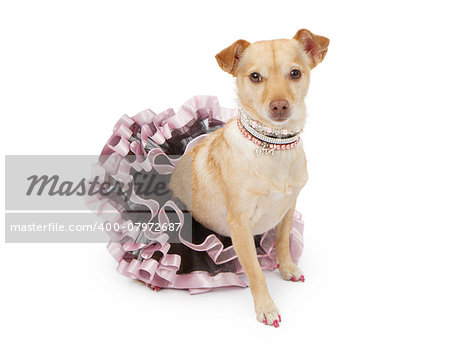 A pretty Chihuahua and Terrier mixed breed dog dressed up in a pink and black tutu wearing fancy rhinestone and pearl necklaces and a collar. Isolated on white.