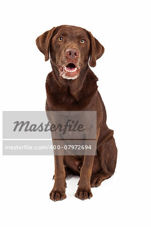 Chocolate labrador retreiver dog sitting looking forward with mouth open