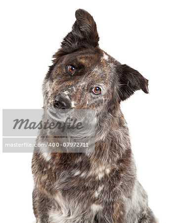 A very curious Australian Shepherd Mix Breed Dog tilts head while looking into the camera.