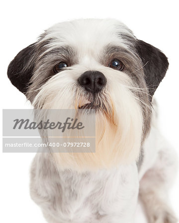 A closeup of Lhasa Apso Dog standing while looking into the camera.