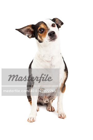 A cute and curious Chihuahua and Terrier Mixed Breed Dog sitting.