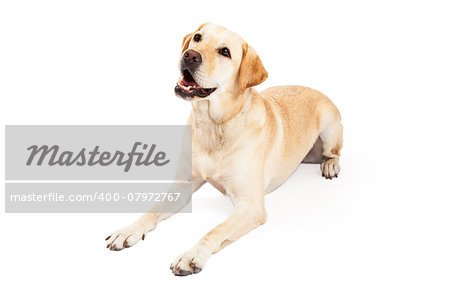 An inquisitive yellow Labrador Retriever Dog laying at an angle while looking upwards.