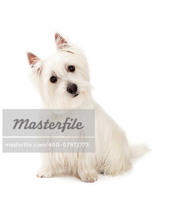 A curious West Highland Terrier Dog sitting while tilting it head.