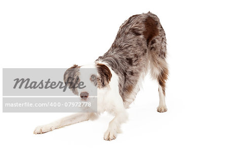 A very cute Border Collie Dog bowing while looking forward.