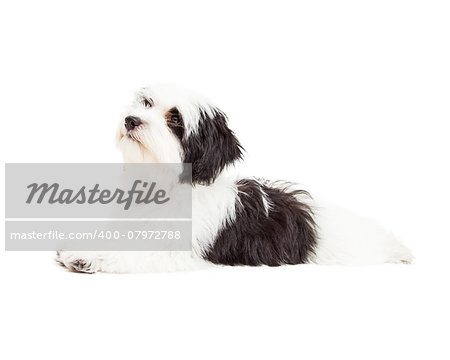 A very cute Havanese Dog laying while looking up and to the side.