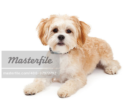 Cute Maltese Mix Breed Dog laying while looking forward.